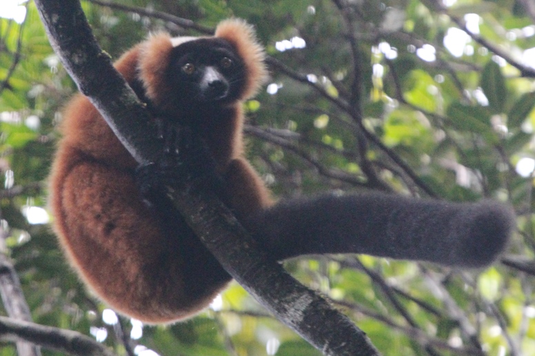 red ruffed lemur